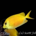 rabbitfish_coral_lw_tam_h_0023_bal3601.jpg